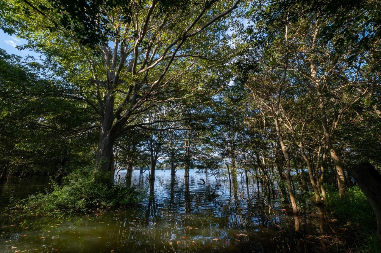 הוילה Hambegamuwa Banyan Camp מראה חיצוני תמונה